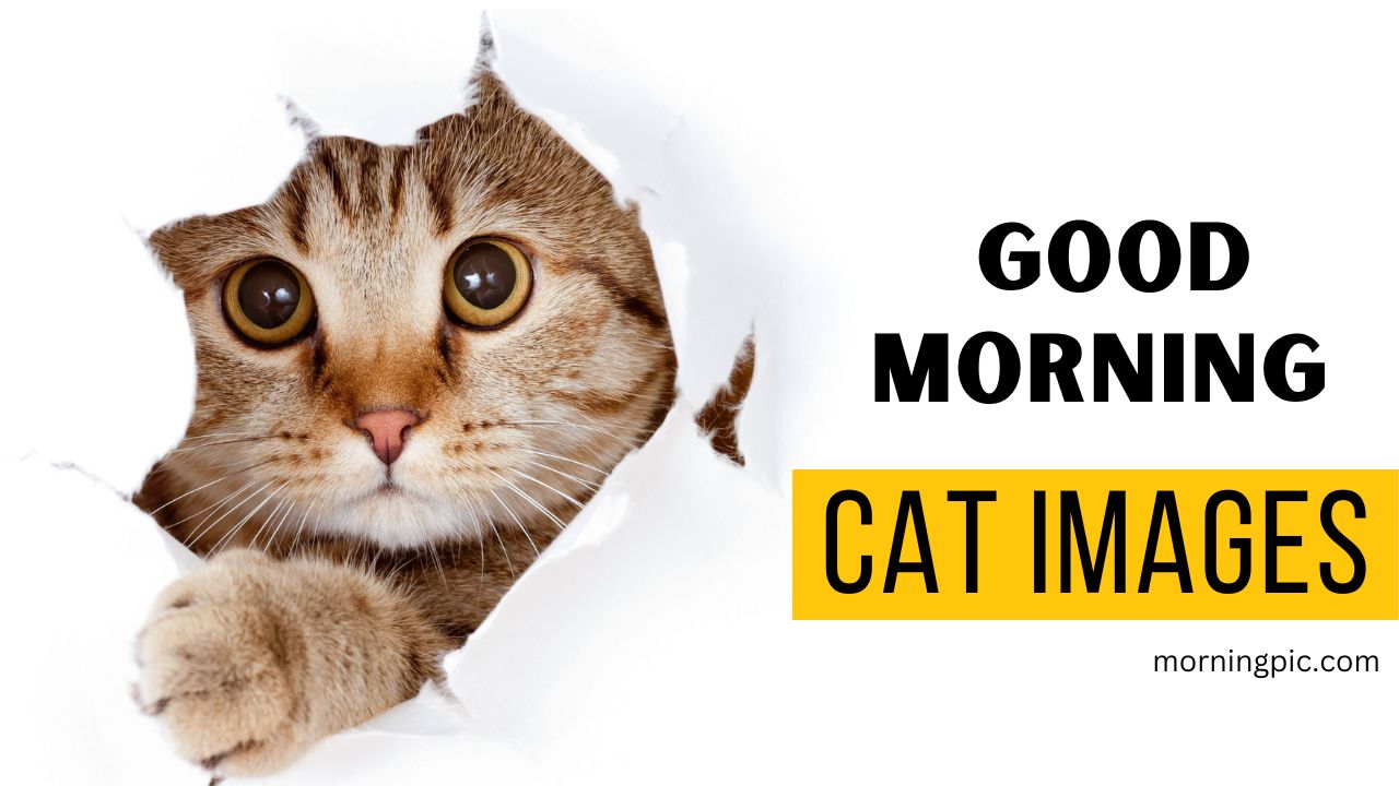 110+ Good Morning Cat Images For Purr-fect Start