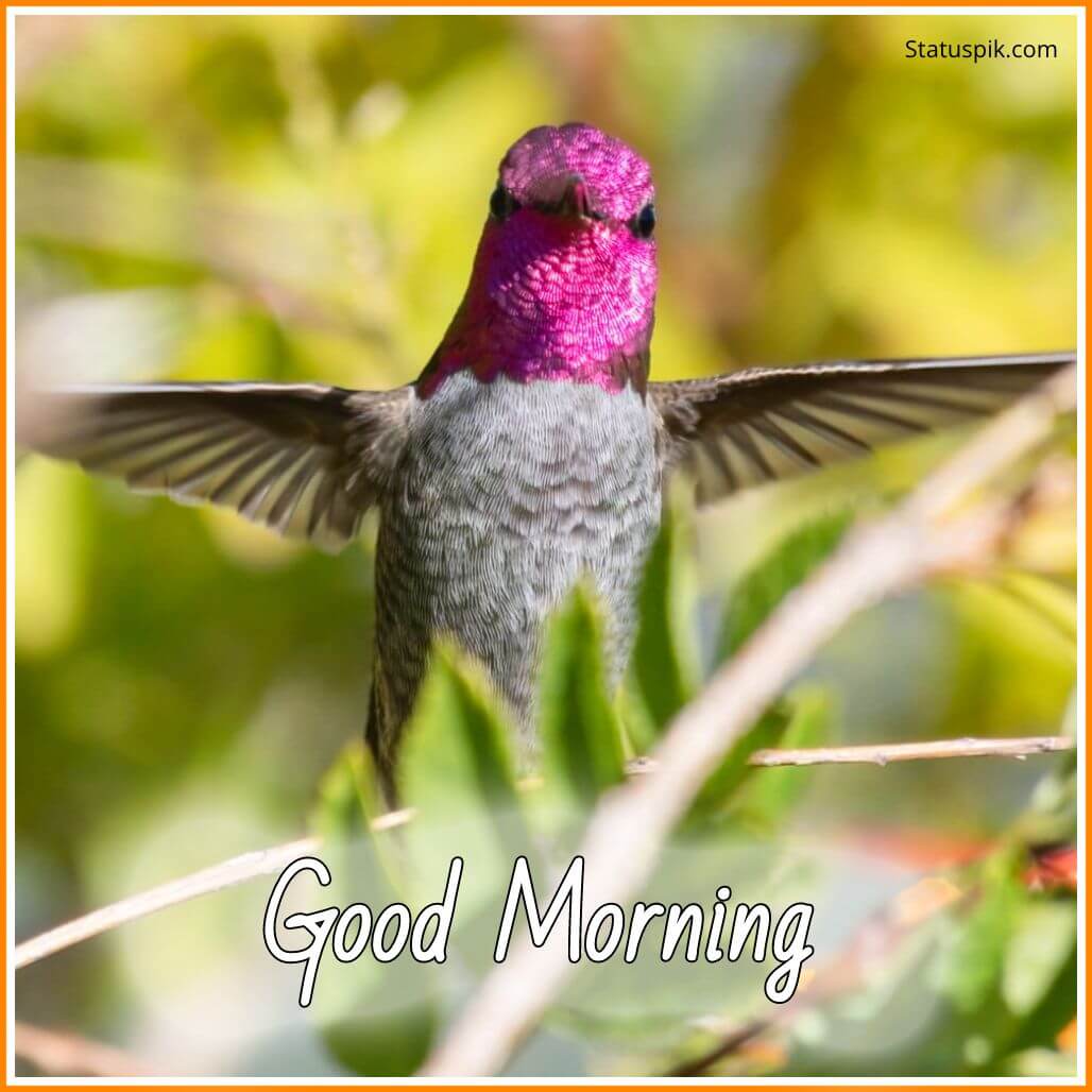150+ Good Morning Birds Images | Morning With Beautiful Birds - Morning Pic