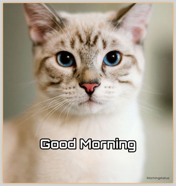 100+ Best Good Morning Cat Images And Kitty Good Morning In 2023 ...