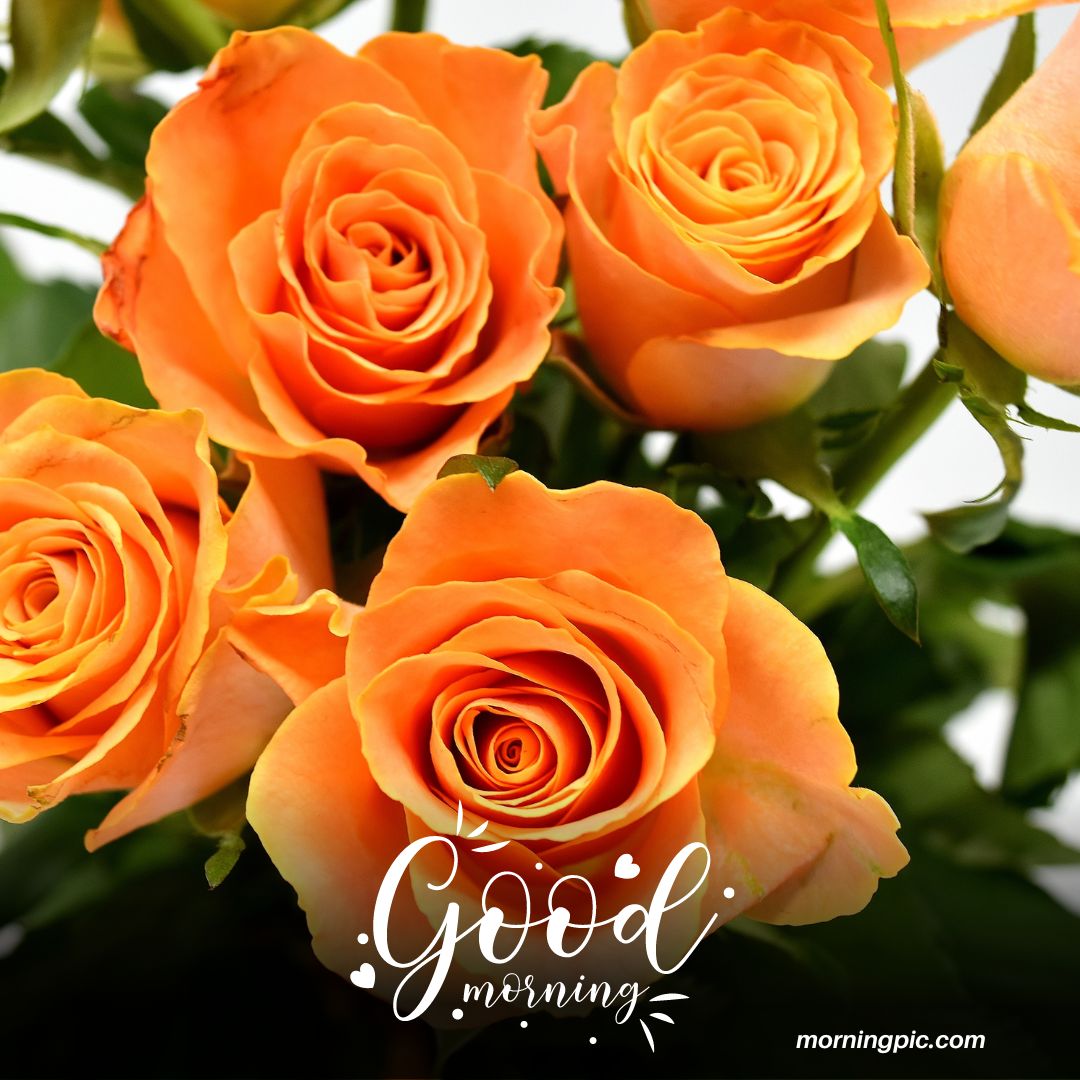 The Ultimate Collection of Over 999 Good Morning Images with Roses in ...