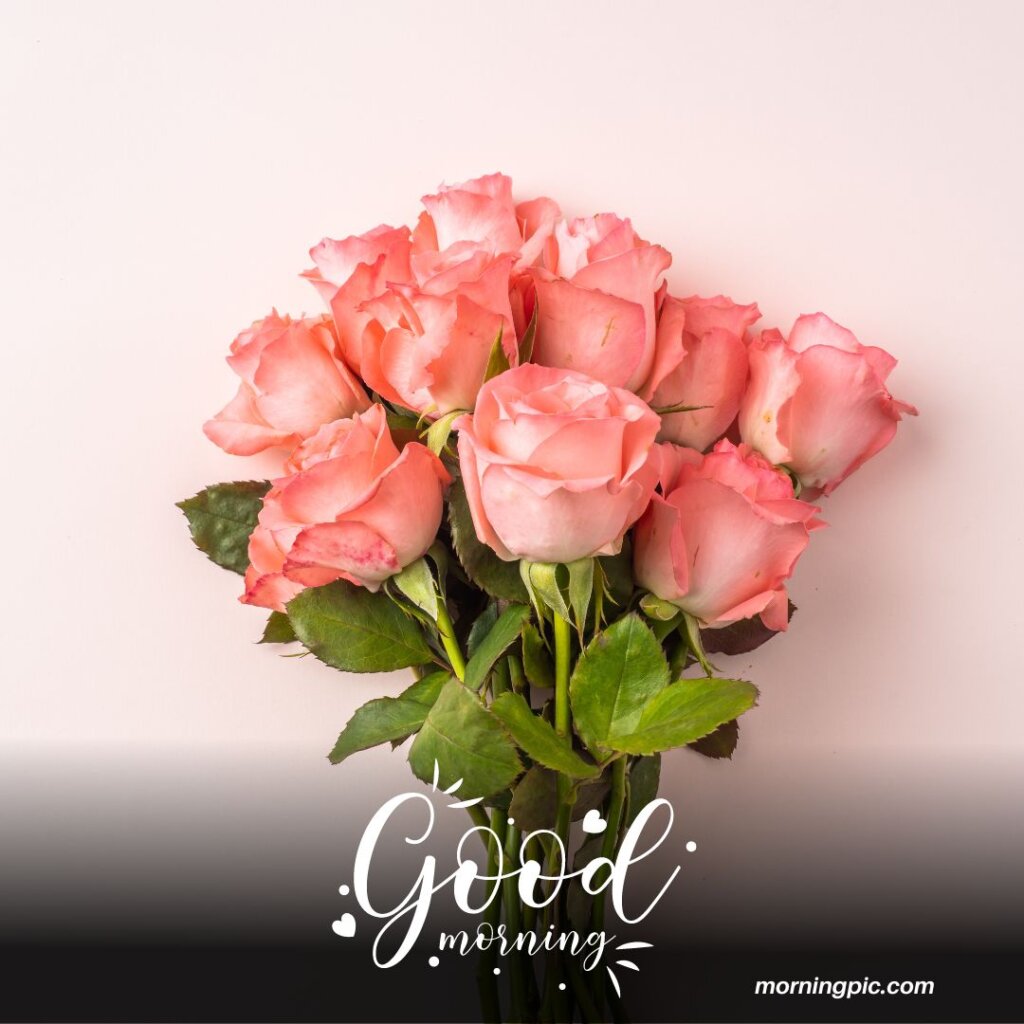 220+ Good Morning Images with Rose Flowers for Lovebirds