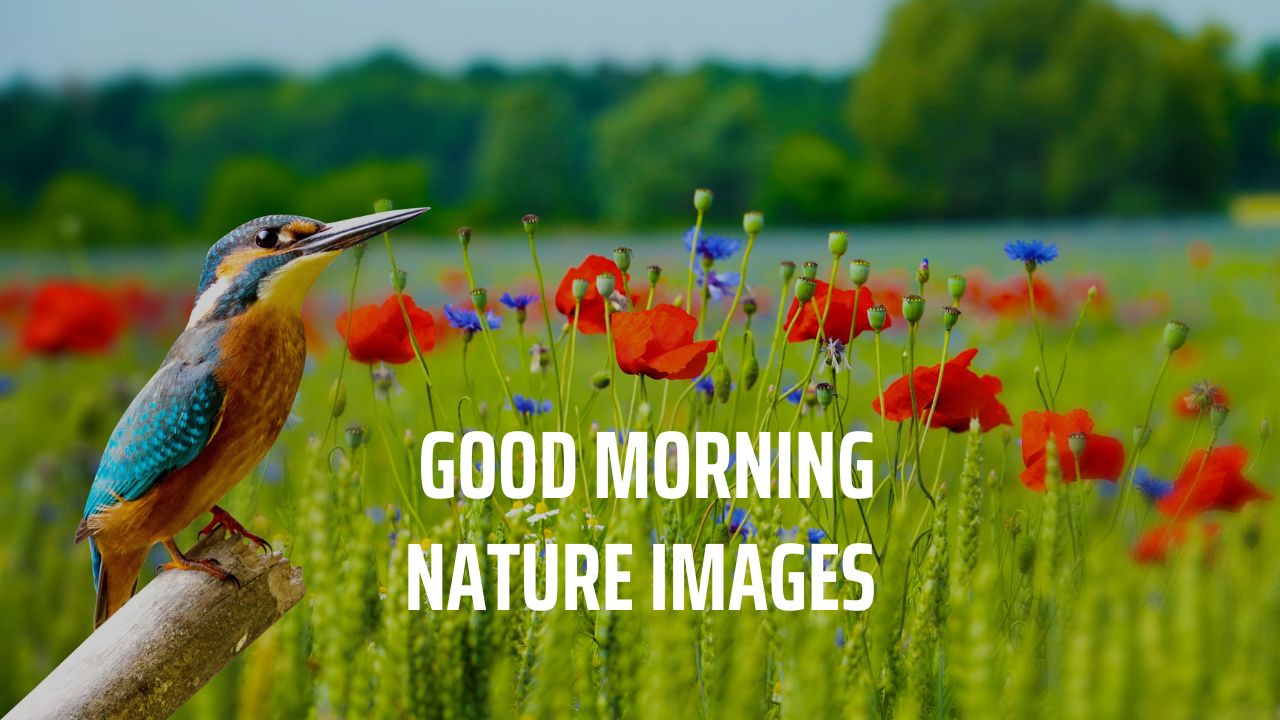 good morning images with nature