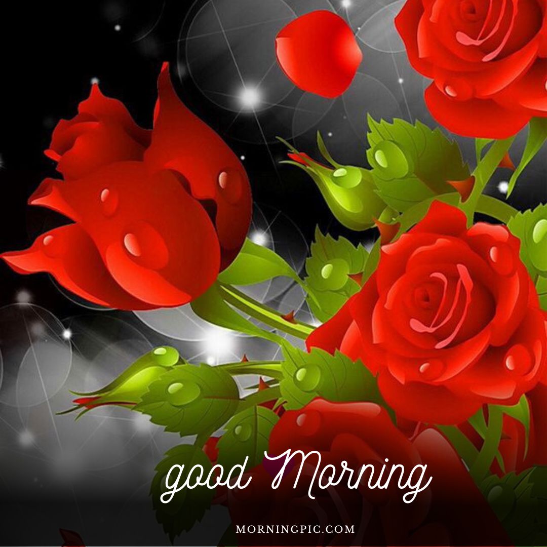 110+ Good Morning Red Rose Images For Your Special Someone