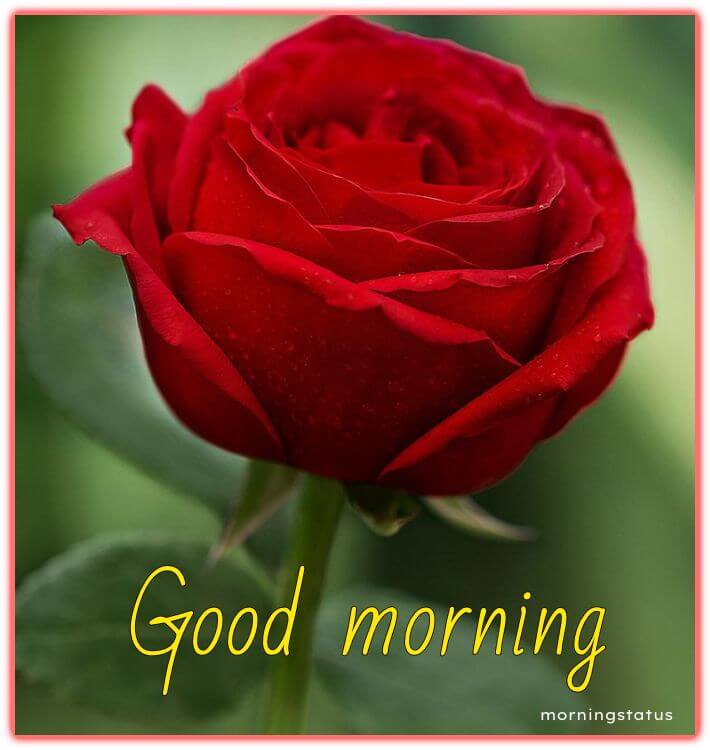 100+ Good Morning Red Rose Images - Beautiful Red Rose Flowers ...