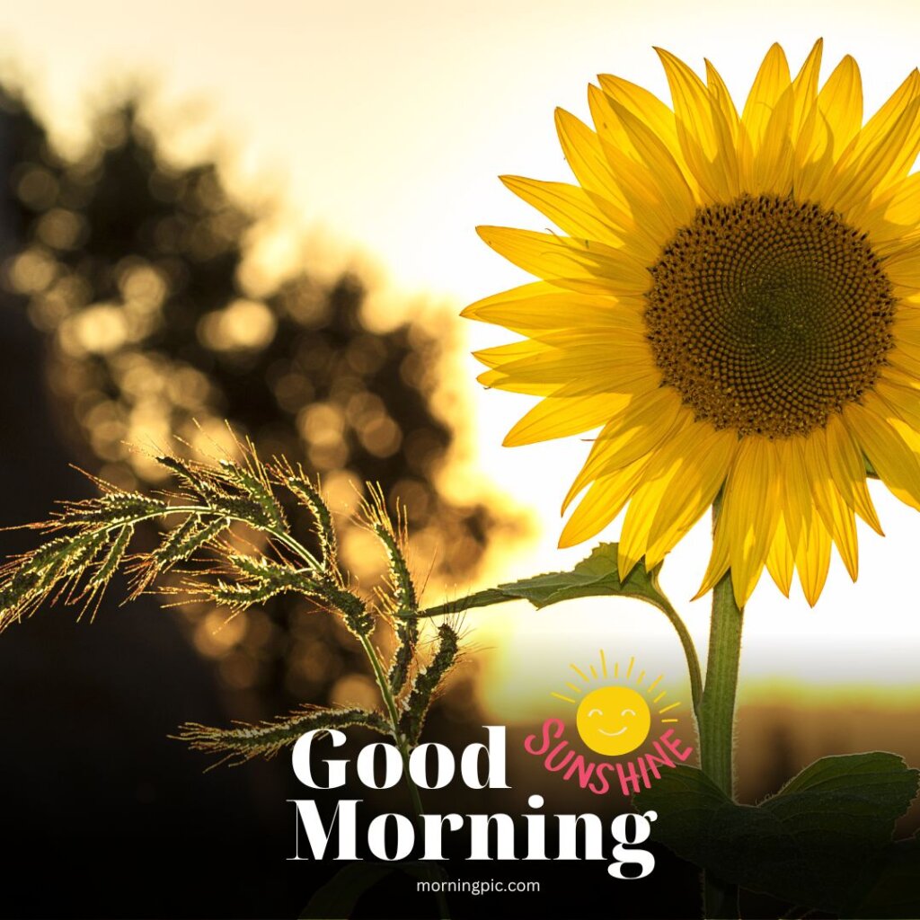 150+ Good Morning Sunshine Images: Begin Your Day Brightly!