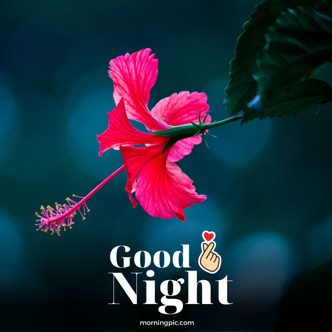 Astonishing Compilation of Flower Good Night Images in Full 4K ...