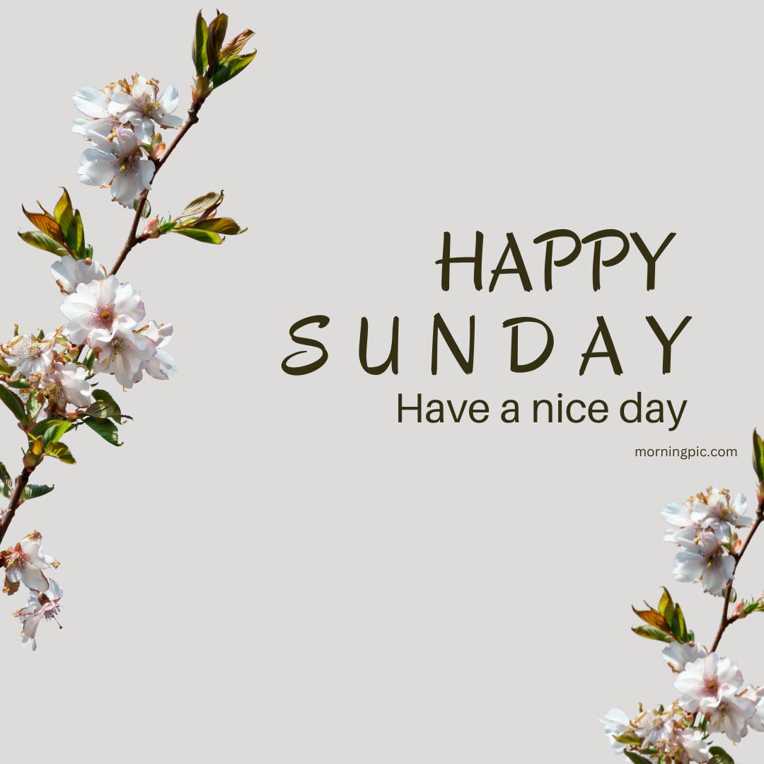 Collection of Over 999 HighQuality Good Morning Happy Sunday HD Images