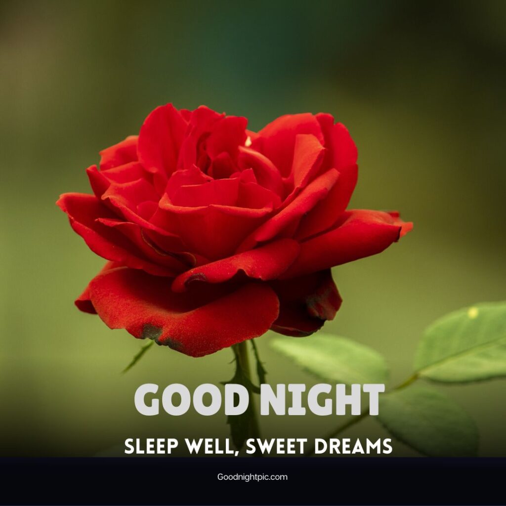 150+ Good Night Roses Images To Make Your Nights Magical